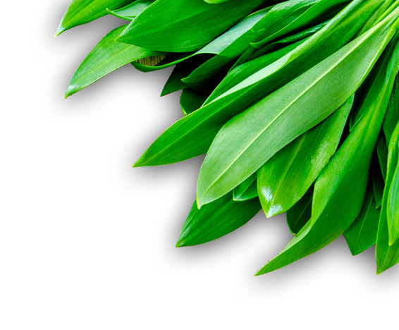 Bundle of palm leaves