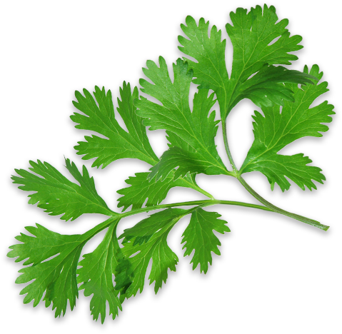 Sprig of parsley